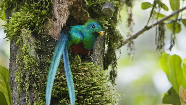 DÍA 14: Biotopo del Quetzal - Ciudad Guatemala 